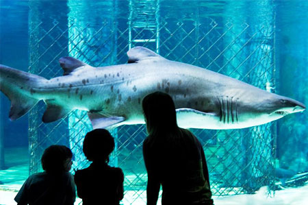 Besuchen Sie das Aquarium von Cattolica