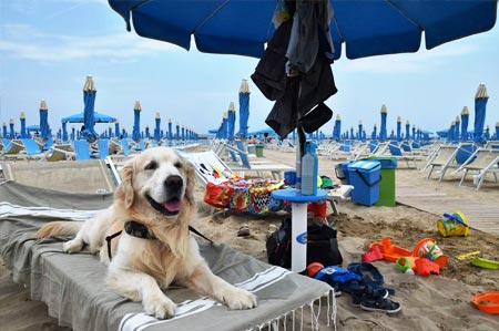 Dog at the sea