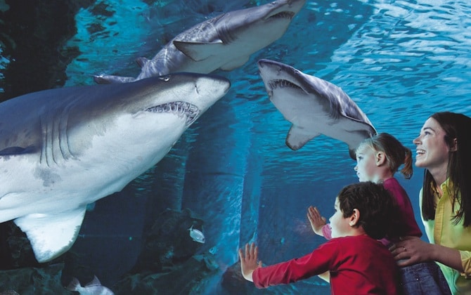 HOLIDAY FAMILY EXPERIENCE