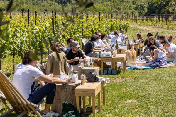 Scopri i Vini della Romagna